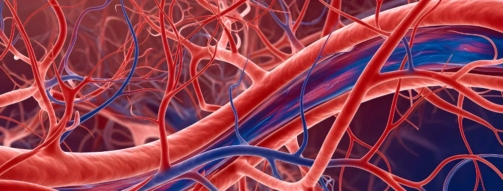 توسعه مویرگی یا مویرگ زدن در ورزش